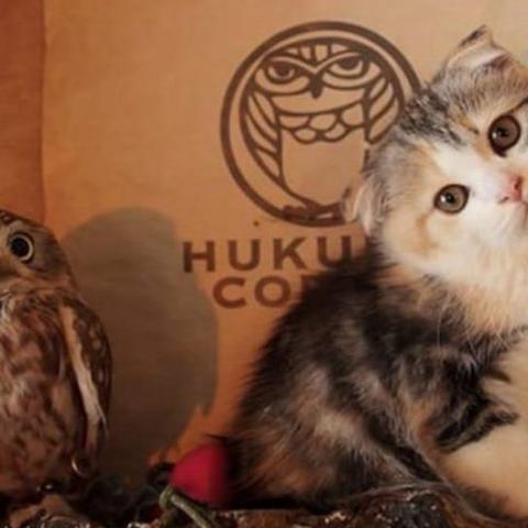 探究萌天天品牌所提供产品的质量：以萌天天儿童玩具的安全性和教育性为研究焦点