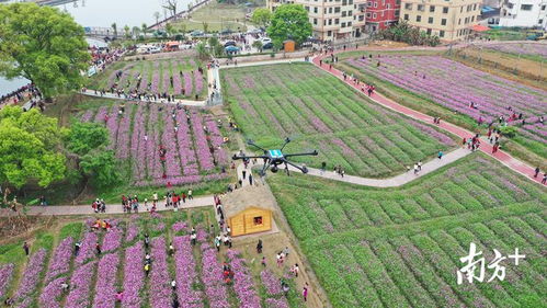 (云南蜂窝农业科技有限公司)全方位指南：探索云南的蜂窝网络旅游攻略与实用建议