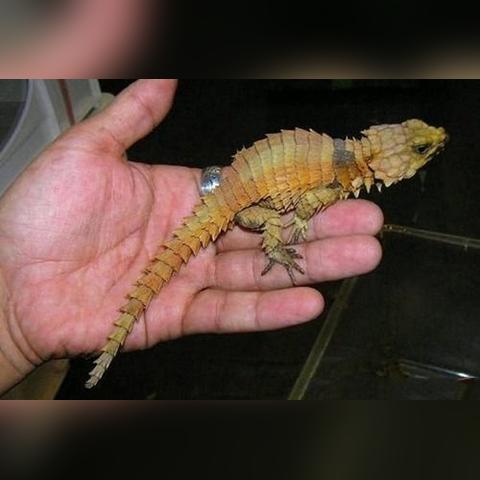 只需一键，轻松掌握'调皮小动物秘籍搭配大全'：提升宠物互动乐趣与健康管理的终极指引