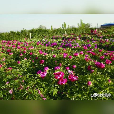 探索新版三国情缘手游的独特魅力与精彩战斗体验，带你重温经典三国历史