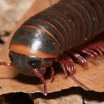 (幼儿园太空游戏)幼儿竞技赛太空动物城：探索宇宙中的奇妙动物与趣味挑战活动